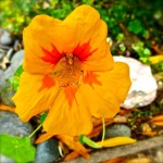gerdes flower 2